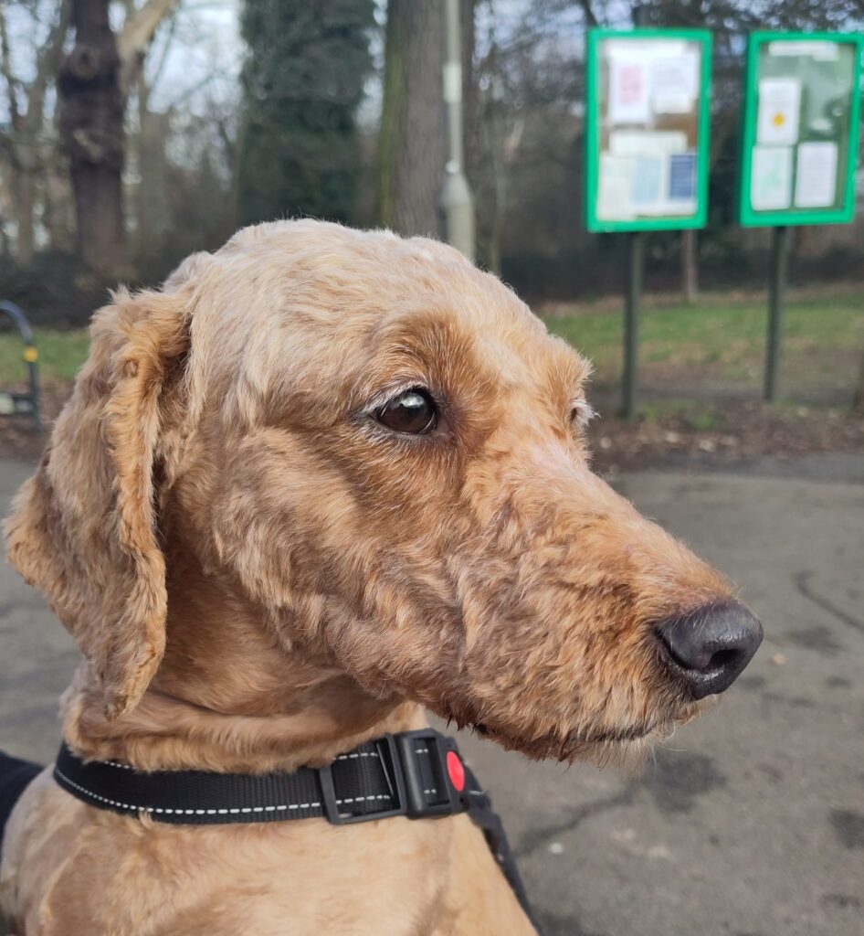 Friendly looking dog